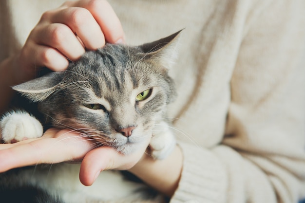 Gato cinzento nos braços de uma menina acariciando um gato