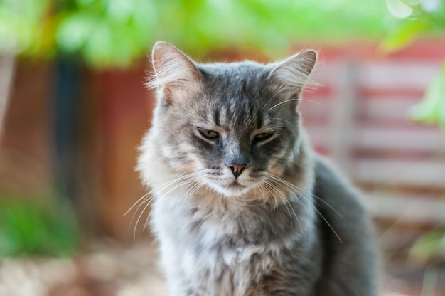 Gato cinzento olhando