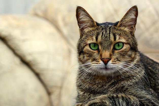 Gato cinzento preto com olhos verdes, olhando para a câmera