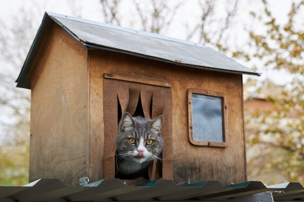 Gato cinzento senta-se em sua casa de madeira, enfiando a cabeça para fora e lambendo os lábios