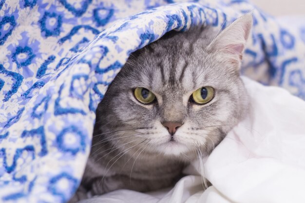 Gato cinzento sob o cobertor na cama