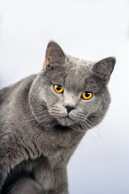 Gato cinzento sobre um fundo branco, escocês gato reto olhar na câmera