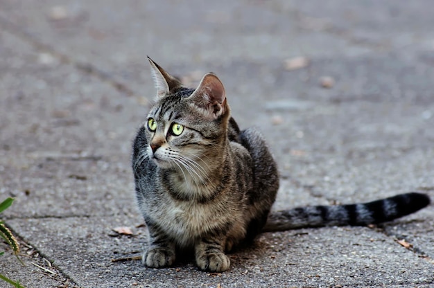 Gato cinzento tabby na calçada