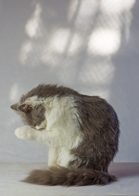 Gato cinzento tem patas sobre o rosto