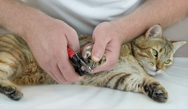 Gato en la cita del veterinario cortando garras