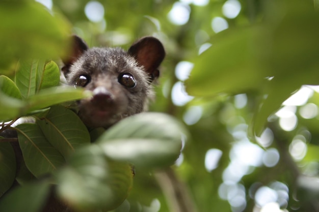 Foto gato civet en el árbol