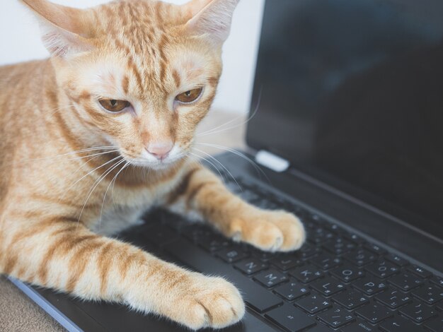 Gato closeup deitado no teclado do laptop sentindo sono em casa