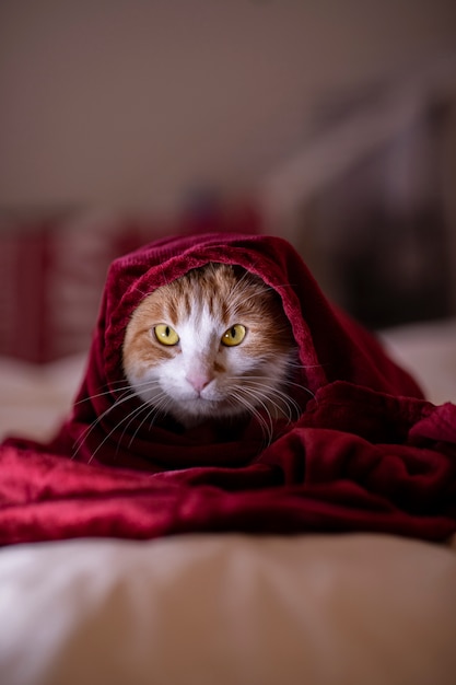 gato coberto com um cobertor vermelho
