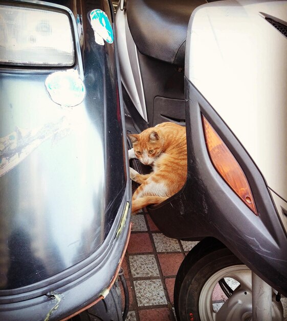 Foto gato en el coche