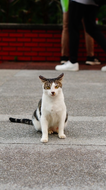 un gato con una cola negra en un piso de piedra