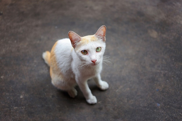 Gato con color blanco y dorado sobre fondo marrón borroso