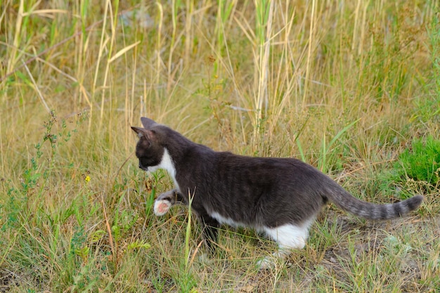 Gato de color gris y blanco camina hierba en la naturaleza cazando gatos