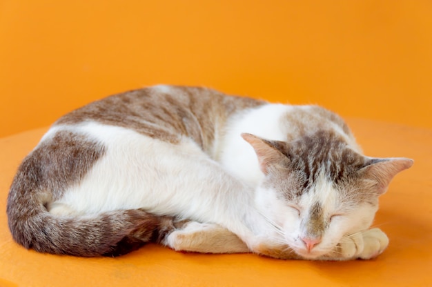 El gato con un color marrón claro está durmiendo con el fondo anaranjado