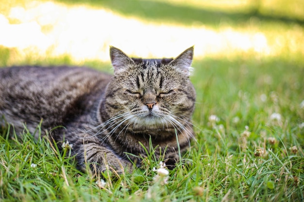 Un gato de color oscuro duerme sobre la hierba verde en un día soleado de verano