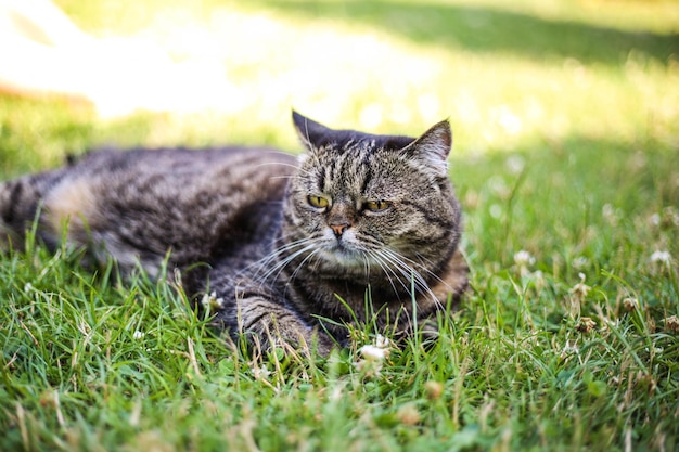 Un gato de color oscuro yace sobre la hierba verde en un día soleado de verano