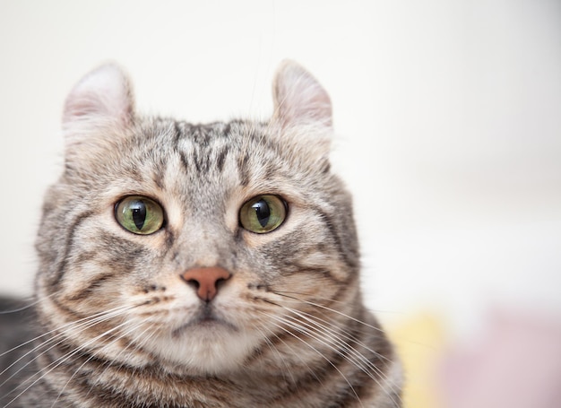 Gato de color plateado atigrado ¿Qué orejas, enrollar lindo gatito pelirrojo en la mascota esponjosa Poses cómodamente es feliz. La raza de gato se originó a partir del gato American Curl y el criador de gatos American Short Hair.