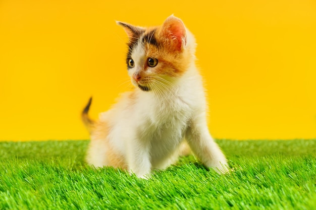 Gato colorido jovem joga em um campo verde