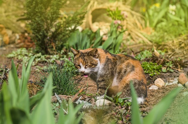 Foto gato colorido três sentado na grama. gato tricolor lamber com a língua saborosa. gato malhado senta-se no jardim e bate a língua para fora.