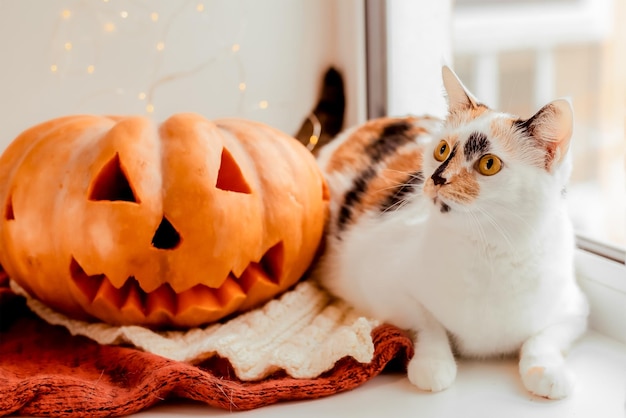 Gato com abóbora, feriado de Halloween