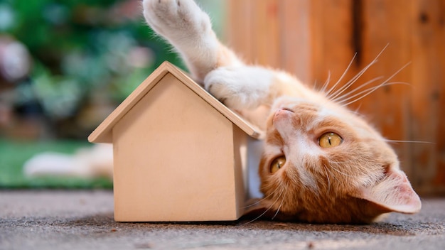 Gato com casa de madeira. Faça auto-quarentena e fique em casa durante o Covid-19. Lindo animal de estimação no jardim com brinquedo. Fique em casa fique seguro e conceito de distanciamento social.