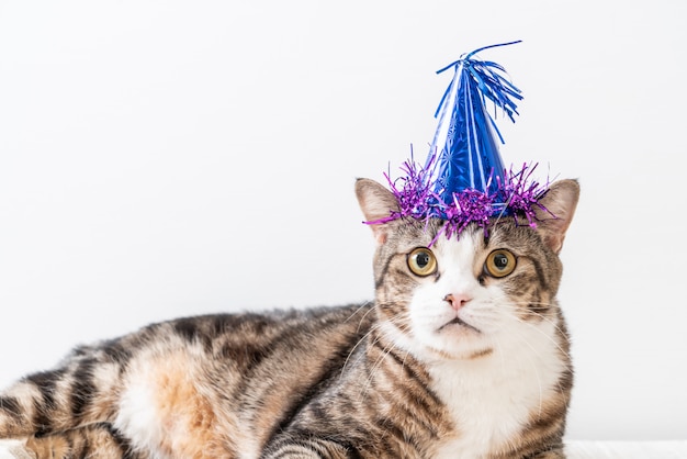 Foto gato com chapéu de festa