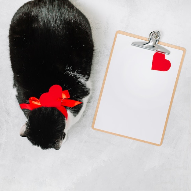 Foto gato, com, fita, perto, prancheta, e, ornamento, coração