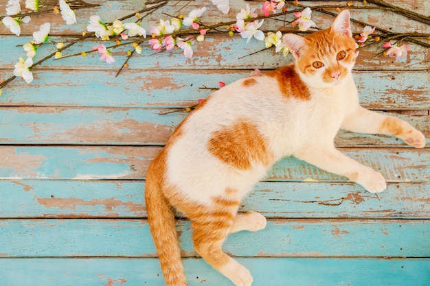 Gato com flores de cerejeira em fundo de madeira vintage.