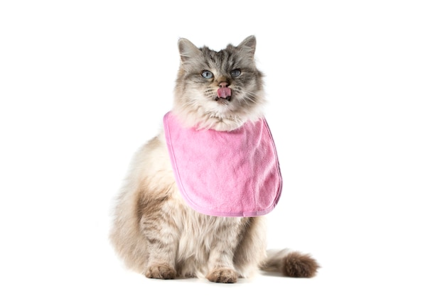 Gato com fome com babador rosa