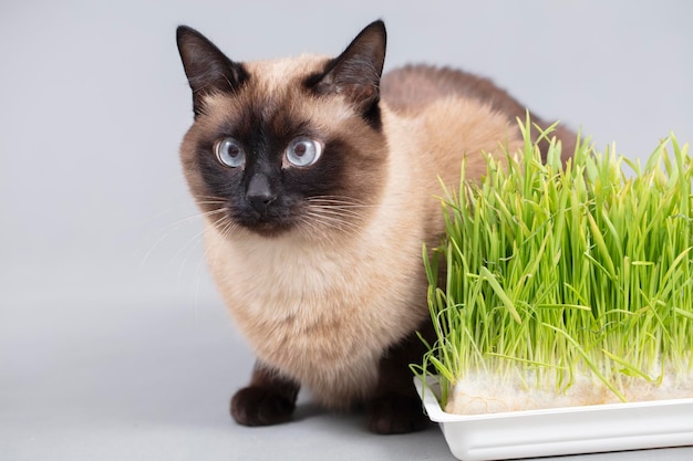 Gato com grama verde em um fundo cinza Gato siamês fofo