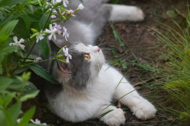 Gato com grande cauda fofa cheirando a flor no jardim Gato bonito deitado ao ar livre no campo de flores de primavera ou verão Gatinho no jardim com flores no fundo