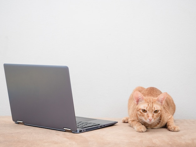 Gato com laptop no sofá em fundo branco em casa