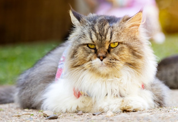 gato com lindos olhos azuis animais de estimação populares