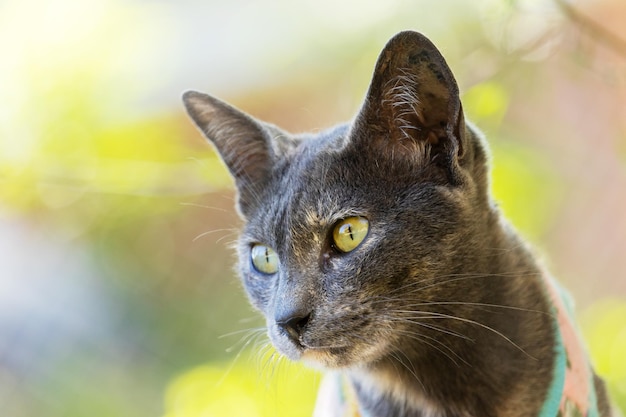 gato com lindos olhos azuis animais de estimação populares