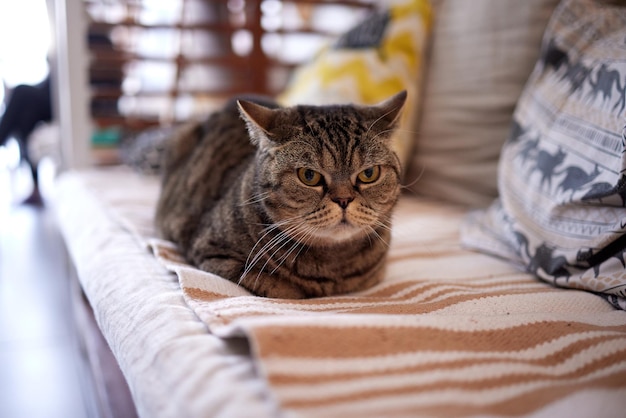 Gato com listras senta-se no sofá e olha diretamente para a câmera.