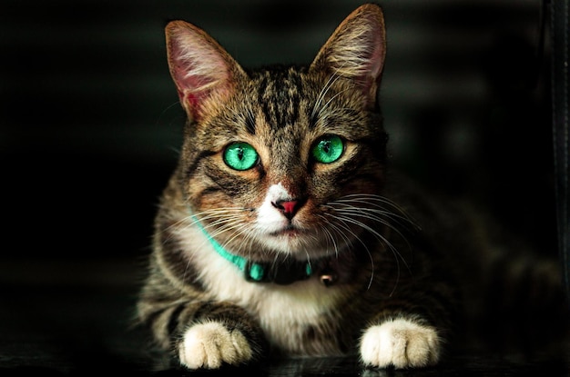 Gato com olhos misteriosos