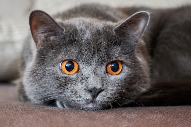 Gato com pêlo cinzento e olhos laranja