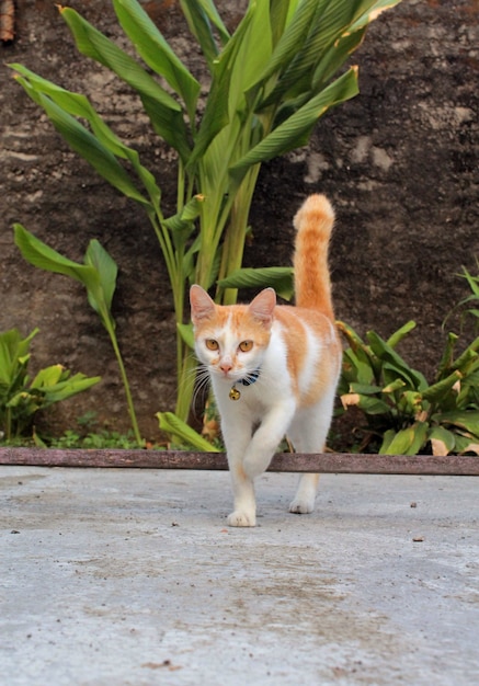 Gato com pelo listrado marrom claro no quintal