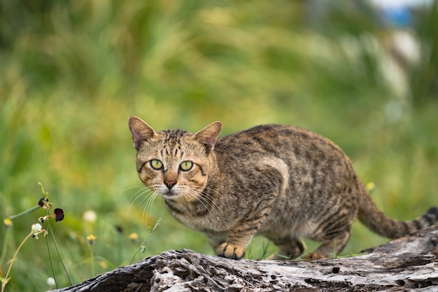 Gato com um padrão de tigre