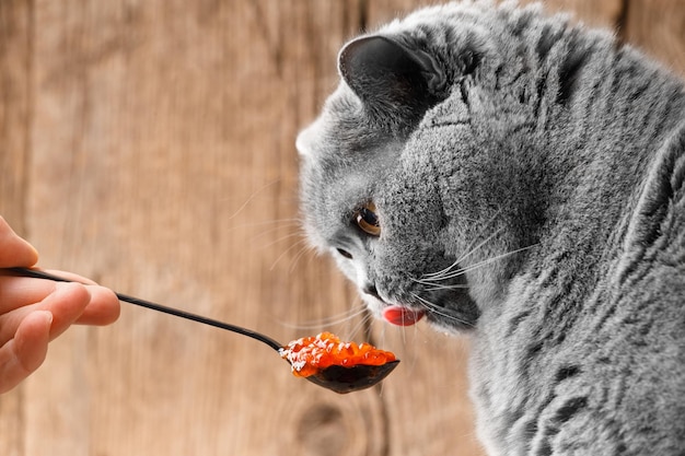 El gato come caviar rojo de una cuchara.