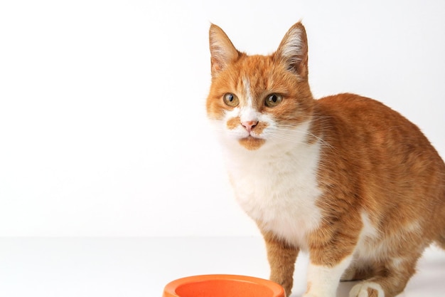 El gato come comida húmeda de un tazón. Fondo blanco. Copie el espacio.