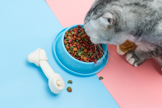 El gato come comida seca y bocadillos