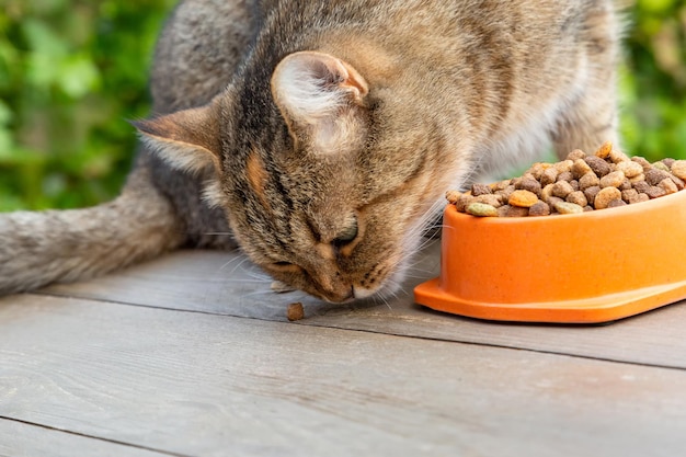 El gato come comida seca de un bol en el jardín.