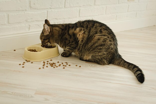 El gato come comida seca de cerca