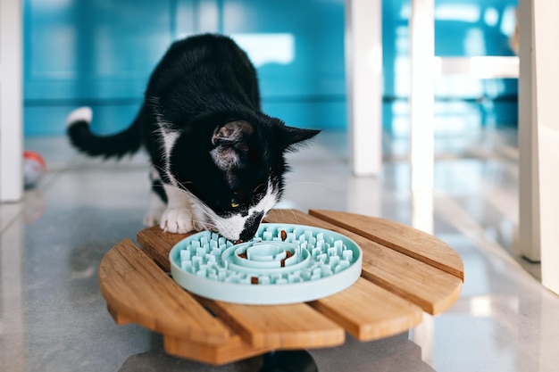 Gato come comida seca de un plato