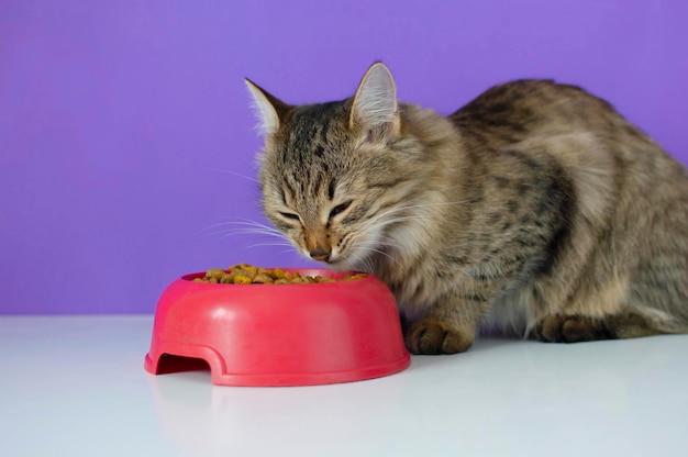 El gato come comida seca de un tazón rojo Adorable gato hambriento quiere comer El concepto de mascotas favoritas