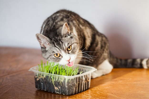 Gato come grama brotada para ele, a anfitriã brotou grama para gatos.