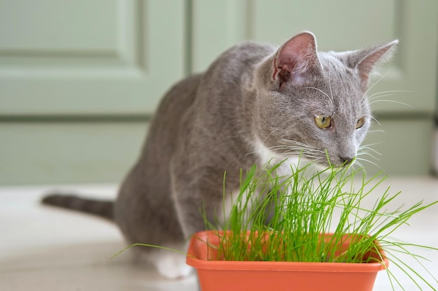 Gato come grama Gato comendo grama verde Gato doméstico mastigando brotos de plantas de trigo cultivados em pote Tratamento natural de bolas de pelo Gatinho closeup mastigando aveia fresca em casa Vídeo emocional Saúde do animal de estimação