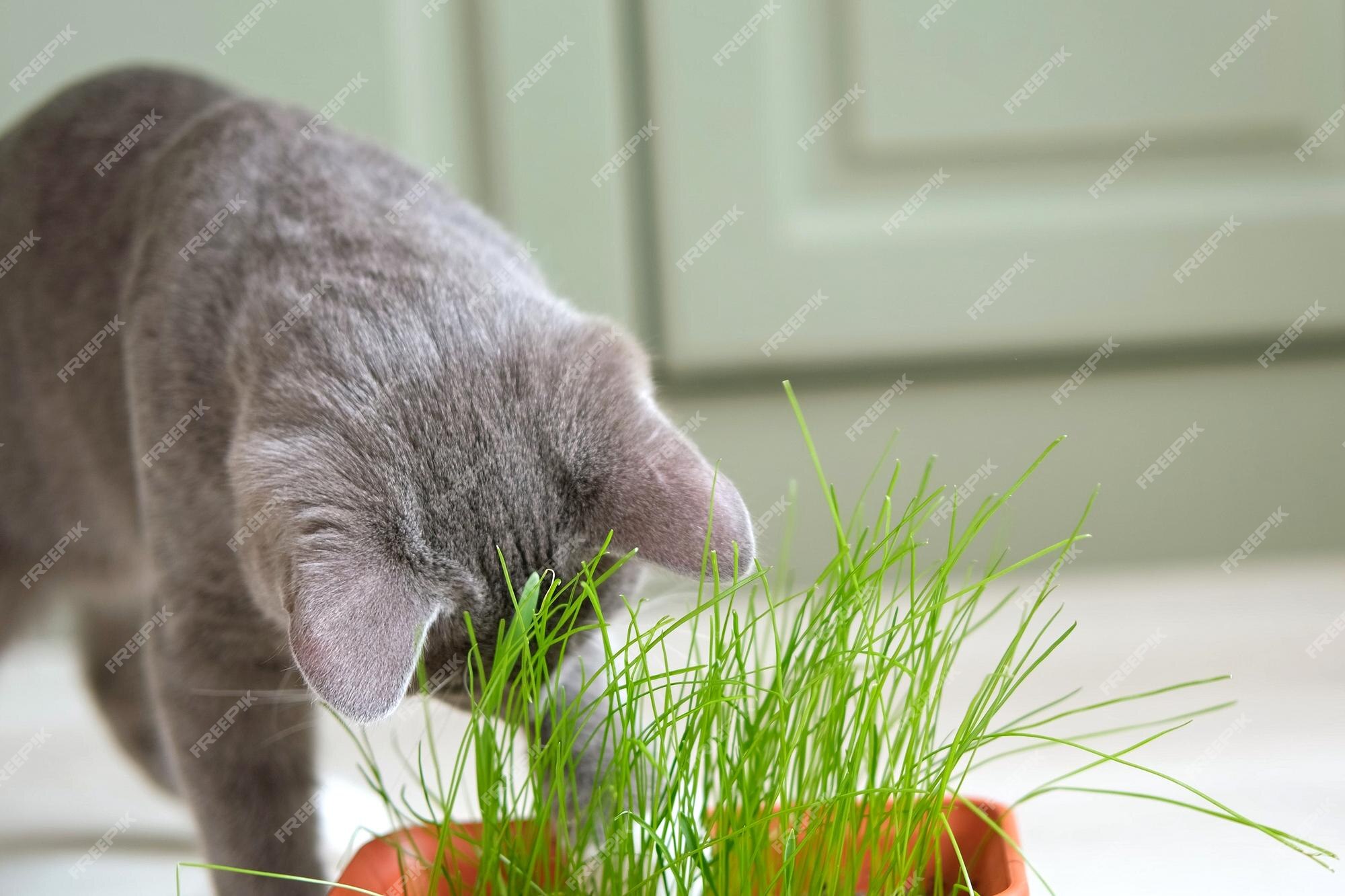 Uma linda garota usando tiara de orelha de gato brincando com seu gato de  estimação