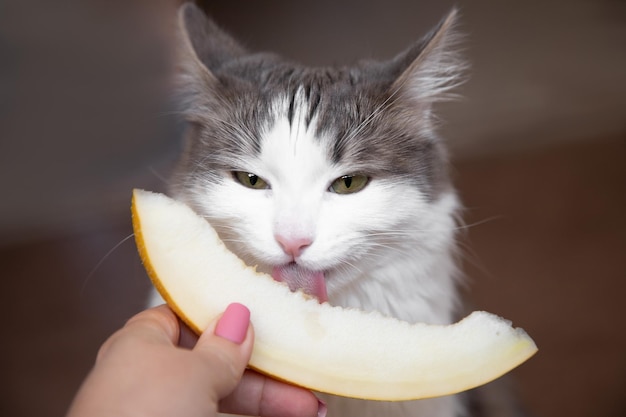 El gato come un melón con apetito. La lengua áspera del gato es visible. Beneficios y perjuicios de las frutas para mascotas.