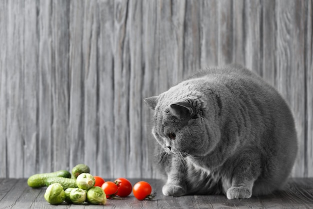 El gato come verduras Nutrición saludable de un gato pura sangre Escocés de pelo corto a dieta Mascota gorda Obesidad de un gato y transferencia a una dieta